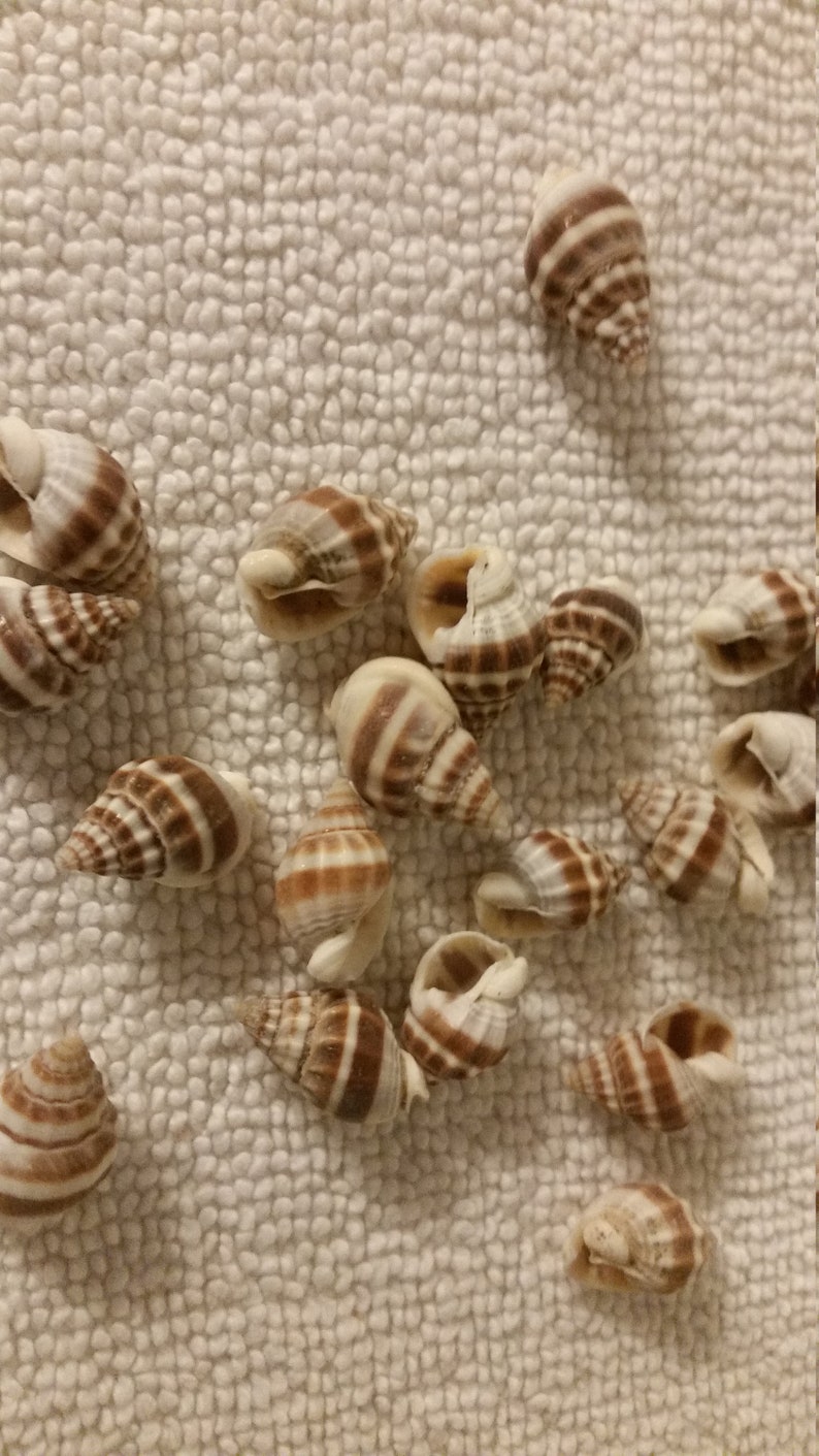 5 to 1000 pcs Nutmeg like Seashells Shell Mix Cancellaria Reticulata Common Nutmegl Orange Earthtones Natural Shells .25 .75 Craft Supply image 2