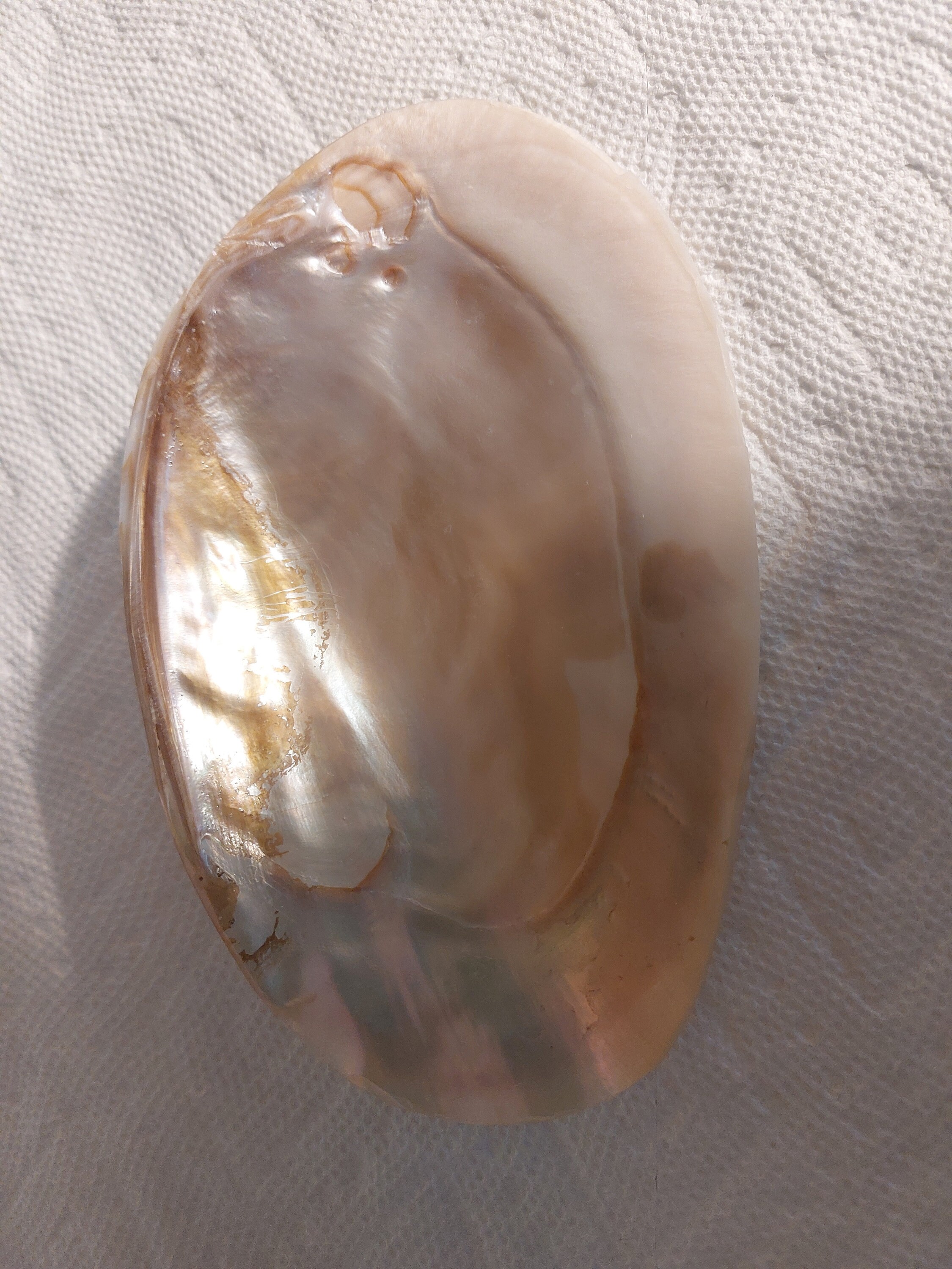 Pearlized Razor Clam Shell XL Mother of Pearl Mop Half Shell Clam Iridescent Extra Large Mother-of ...