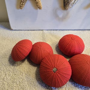 May include: Five round, bright red sea urchin shells arranged in a cluster. Each shell features a textured, porous surface with a radial pattern of tiny bumps and ridges. One shell has a small, central opening visible on its top surface.
