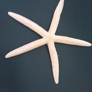 1 to 20 pieces XXL Giant  Extra Large XL natural finger starfish 7&quot; to 10&quot;  inch White finger starfish