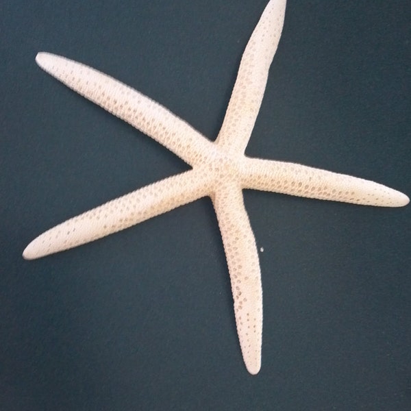 3 to 20 pieces XL XXL  Extra Large Pencil finger starfish 7" to 10"  inch White off white finger starfish linka