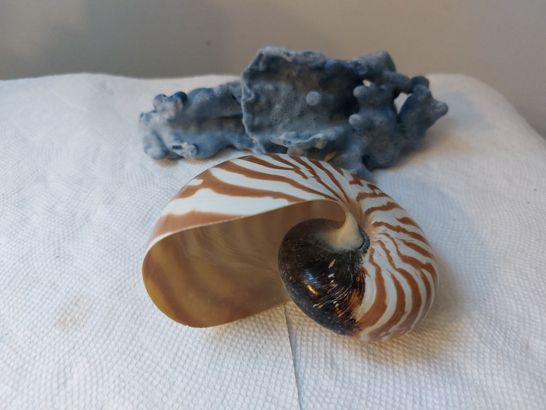 2nd Quality 1 Chambered Nautilus Shells Tiger Nautilus Shell 4 - Etsy ...