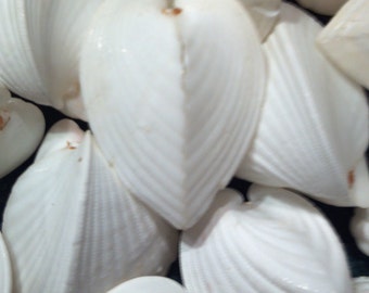 1 to 100 White Heart Love Shells Cardium Shells Clam Wholesale Beach Decor,Craft,Weddings,Home,Jewelry making Wedding Favor Table Decoration