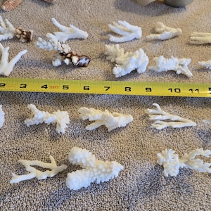 Real Coral Reef Lace Assorted Coral pieces Natural  1/2 to 3 1/2"  in size ..sea life Nautical Wedding Table Decor,Centerpiece Mirror Decor
