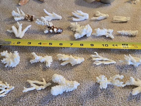 Real Coral Reef Lace Assorted Coral pieces Natural  1/2 to 3 1/2"  in size ..sea life Nautical Wedding Table Decor,Centerpiece Mirror Decor