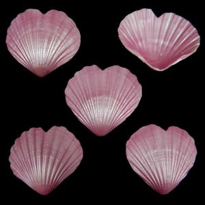 Heart shaped Irish Baking Shells Ibs pecten pectin Pink scallop 3.5-4.5" 5 -100 pcs Wedding craft supply Decoupage Free US Ship