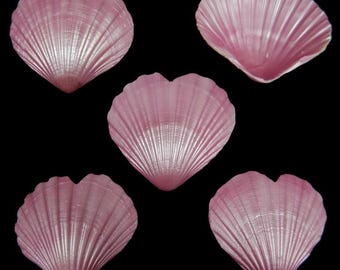 Heart shaped Irish Baking Shells Ibs pecten pectin Pink scallop 3.5-4.5" 5 -100 pcs Wedding craft supply Decoupage Free US Ship