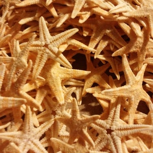 25 tot 75 KLEINE mini zeesterren zeesterren 2e kwaliteit 1 tot 4" inch Filippijnse platte zeester strand decor, bruiloft haarkunst gunsten