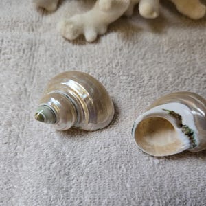 Może przedstawiać: Dwie perłowe muszle o tęczowym połysku w kolorze białym i zielonym. Muszle są gładkie i mają spiralny kształt.