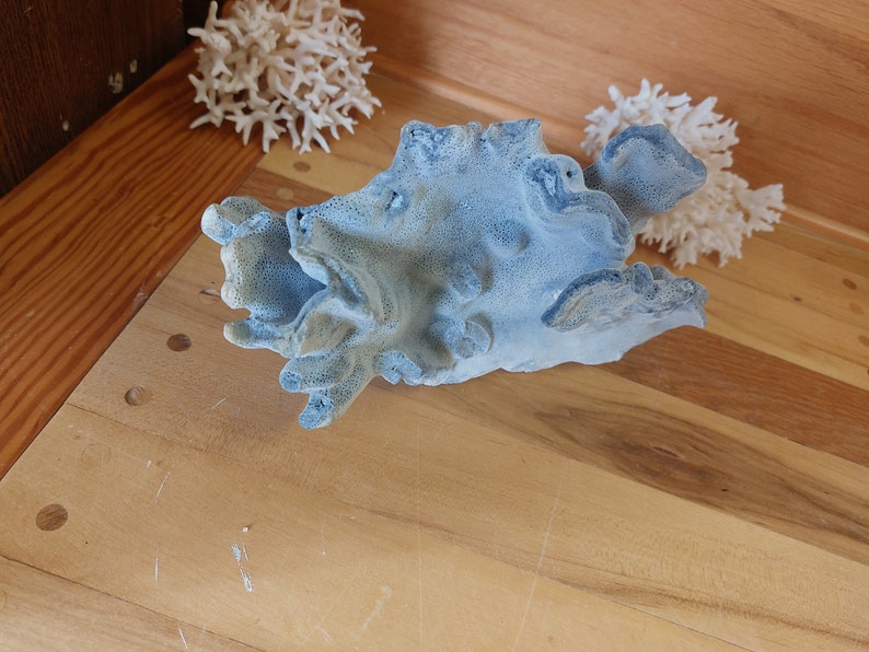 Real Blue Ridge Coral Reef Small to Medium Genuine Coral Natural 6 to 9 1/2 inches approx. sea life Decor,Wedding Table Decor,Centerpiece image 7