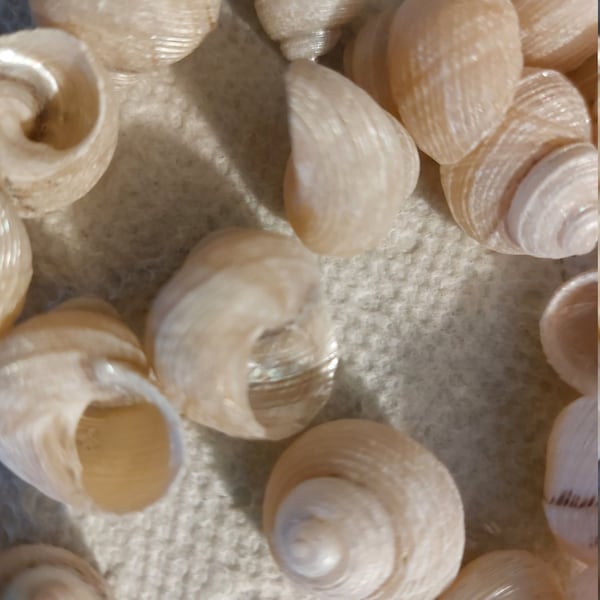 1 to 200 Pearl Gold Turbo Shells snail Iridescent Pearl Turbo Seashell Gold Silver 1/2 - 3/4 "  Beach Wedding Favor,Crafts,Jewelry