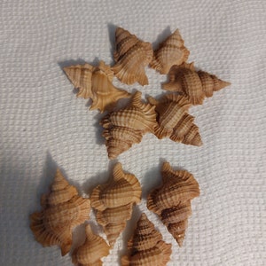 Puede incluir: Una colección de diez conchas marrones de varios tamaños y formas. Las conchas están dispuestas en forma de estrella sobre una superficie blanca.
