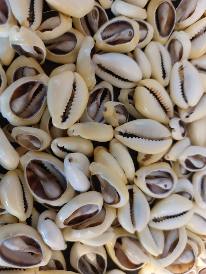Cowry Shell Colours 1 to 100 Cut Cowrie Shells Cut Cowrie Seashells 3/4 - 1 1/4