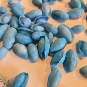 May include: A collection of small, oval-shaped sea shells dyed in various shades of light and medium blue. The shells have a smooth, curved exterior with a visible opening along one side, displaying a mix of solid and mottled blue color tones.