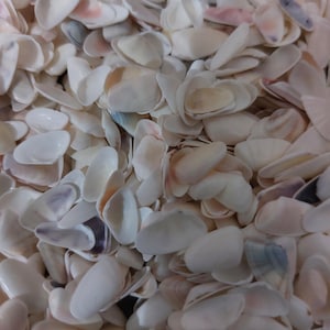 May include: A large pile of white, cream, and pink seashells. The shells are smooth and have a natural, organic texture.