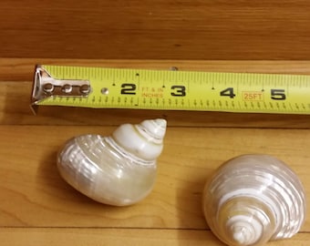 May include: Two seashells, one with a spiral pattern and the other with a round shape, are placed on a wooden surface next to a yellow measuring tape. The tape reads "2 FT & IN INCHES 3 4 25FT 5".