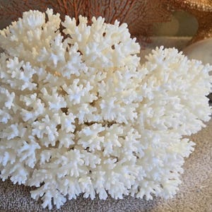 Real large Natural White Full Coral Tree off white Finger like Coral Reef Large approx. 3 to 8&quot; Length Lace  Coral Table Decor,Centerpiece