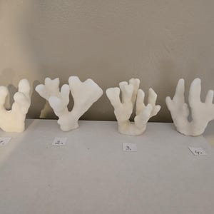Real Coral Reef Small Cat Paw Horn Coral white Cluster Shelf Coral Exotic 3 to 5&quot; Nautical Decor,Wedding Decor,Centerpiece Free US Ship 35th
