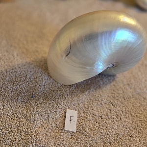 Parel nautilusschelp 2e kwaliteit Lichte onvolkomenheden 4-5" inch in maat 7,5 tot 12,5 cm 1 stuk Wit geparelde nautilusschelp stranddecor