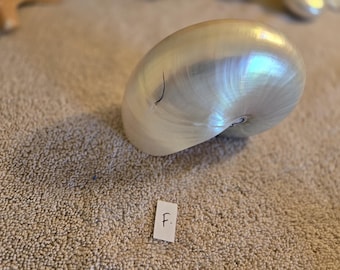 May include: A polished, iridescent nautilus shell with a smooth, pearlescent surface featuring subtle white and cream tones. A small, dark, curved mark is visible on the side of the shell, and a small white tag with the letter F is placed nearby.