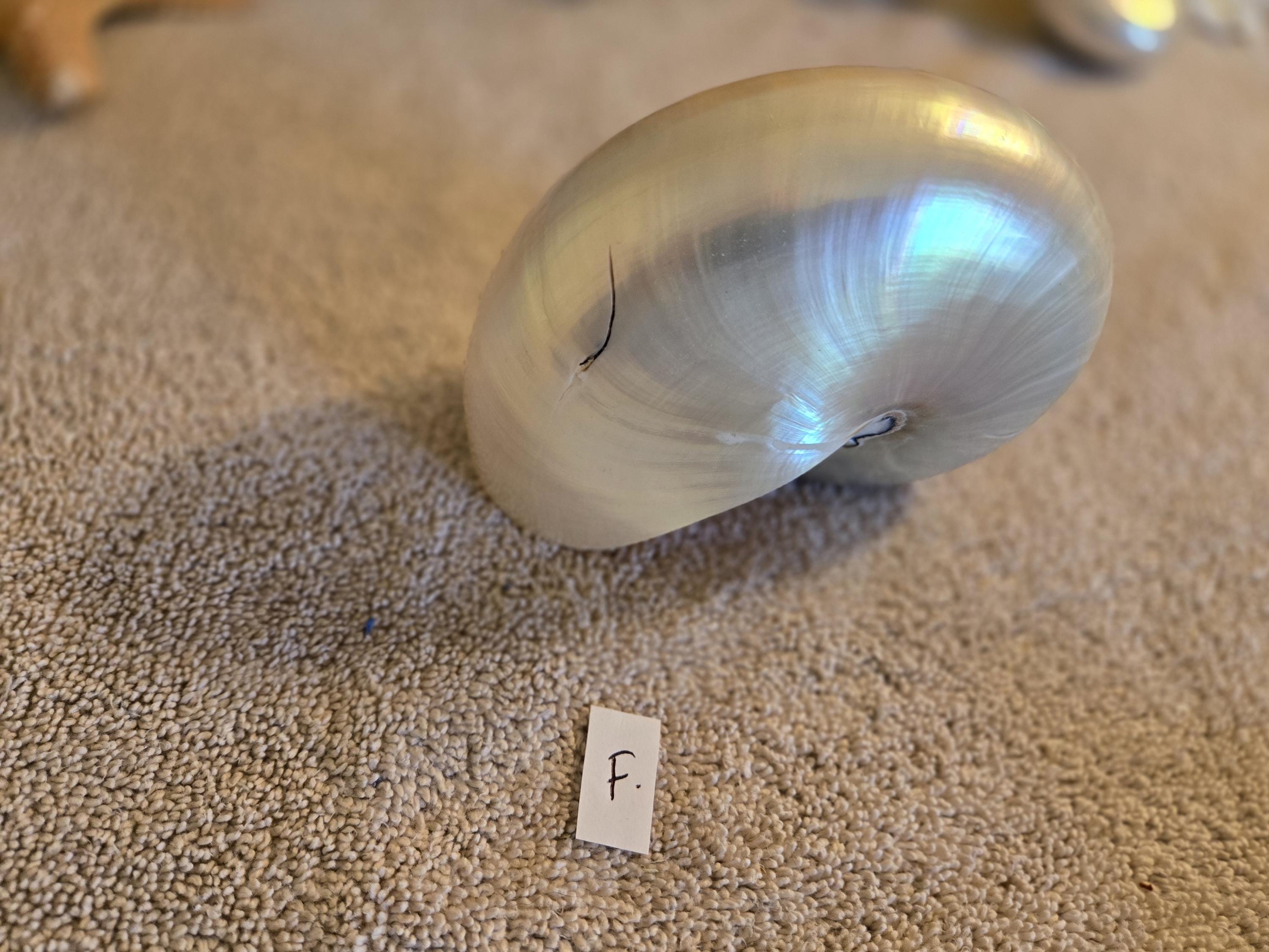 Etsy 日本 Pearl nautilus 貝殻 オウムガイ 完品 極美品⁄18cm特大