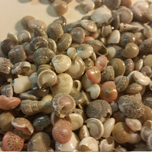 May include: A collection of small, brown and white seashells with some pink accents. The shells are mostly round and have a spiral pattern.