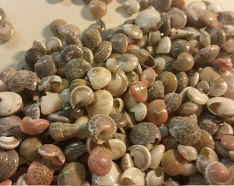 Könnte beinhalten: Eine Sammlung kleiner, brauner und weißer Muscheln mit einigen rosa Akzenten. Die Muscheln sind meist rund und haben ein spiralförmiges Muster.