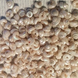 May include: A large pile of small, white seashells with a pearly iridescent sheen. The shells are all about the same size and shape, and they are arranged in a random pattern.