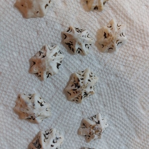 Star Limpet shells white and black star limpet 1/2 1&quot; inch 1 - 2 cm Seashells Wedding Favors,Crafts Supplies