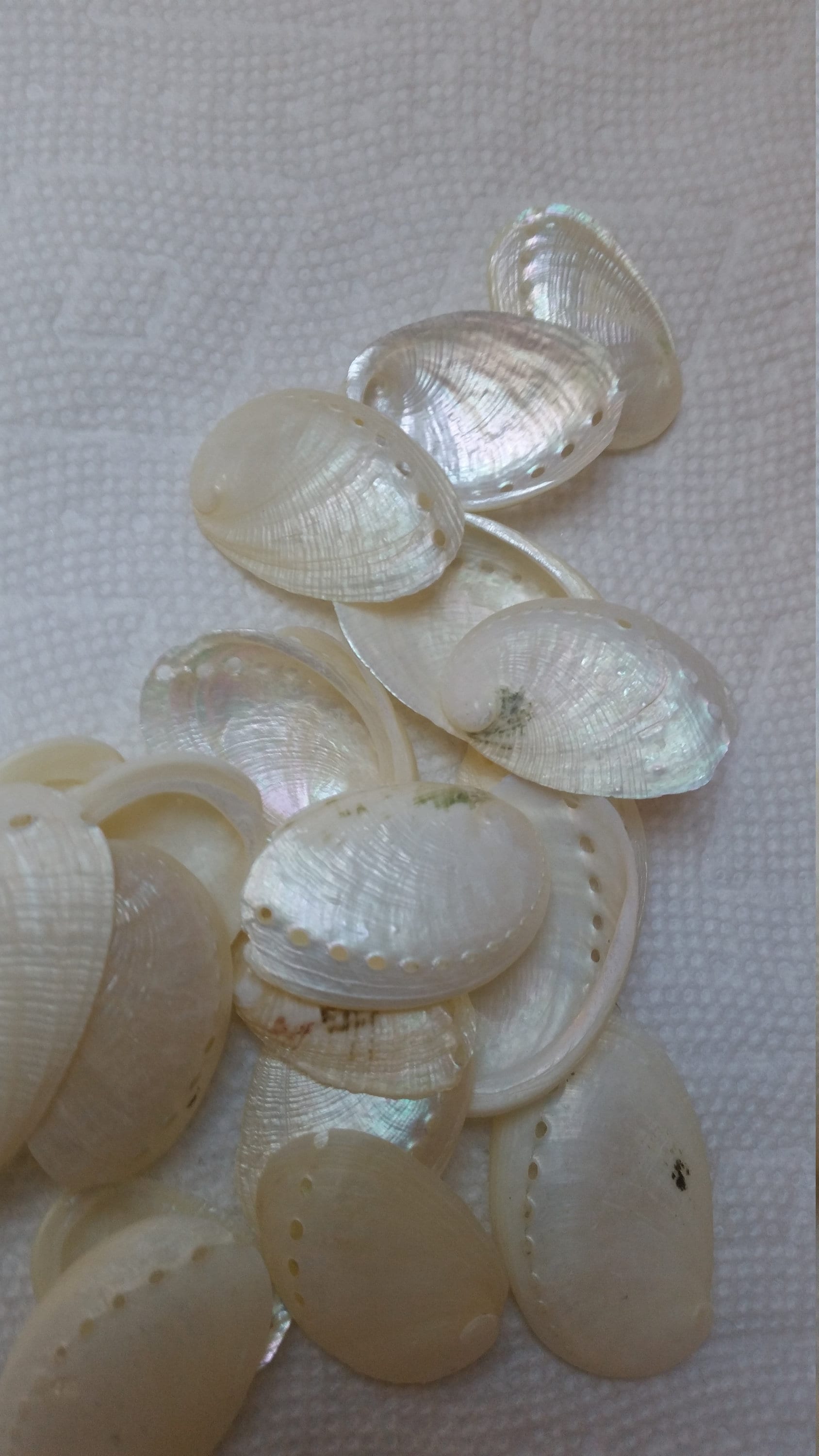 アワビ貝のジュエリー用品 5～100個入り 2級品 虹色パール/オフ 