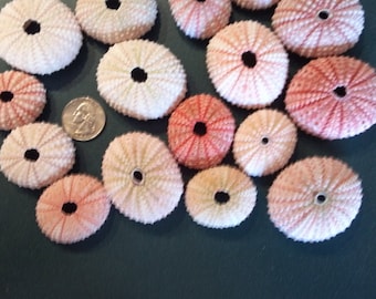 1 to 50 Pink Sea Urchin Small Medium Large 1" to 2 1/2" inch Pink Sea Urchins sealife seashell shell Beach Nautical Decor,Craft,Wedding