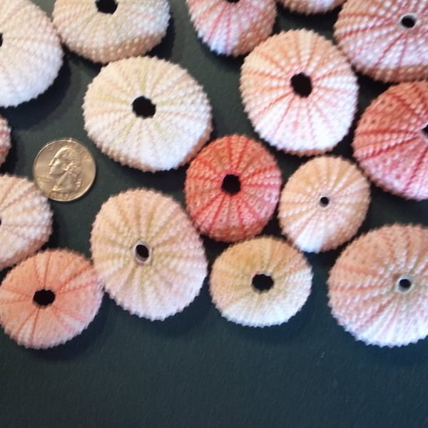 1 - 50 Small Medium Large Pink Sea Urchin 1 to 2" or 1 1/4 to 2 1/2"inch  Pink Sea Urchin sealife seashell shell Beach Decor,Crafts,Weddings