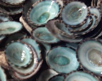 25 green Limpet Shells small medium large Aqua Blue Teal Green Limpet Shells 1/2 to 1 1/8" Wedding FIavors,Crafts Supply Christmas ornaments