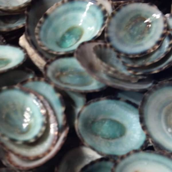 50 Aqua Blue Teal Green Limpet Shells 1/2 - 1"or 5/8 -1 1/8" 1 to 3 cm Beach Wedding Favors,Craft Supply Hair Art,Jewelry,Sailors Valentines