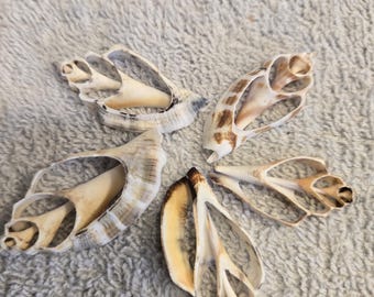 May include: Four fragmented seashell pieces arranged in a circular pattern. Each shell fragment displays a unique, intricate structure with open, hollow sections and natural color variations ranging from creamy white to light brown and dark tan.