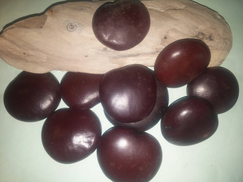 1 to 25 pieces Lucky Sea Bean Heart Bean Seabean Heartbean Etsy