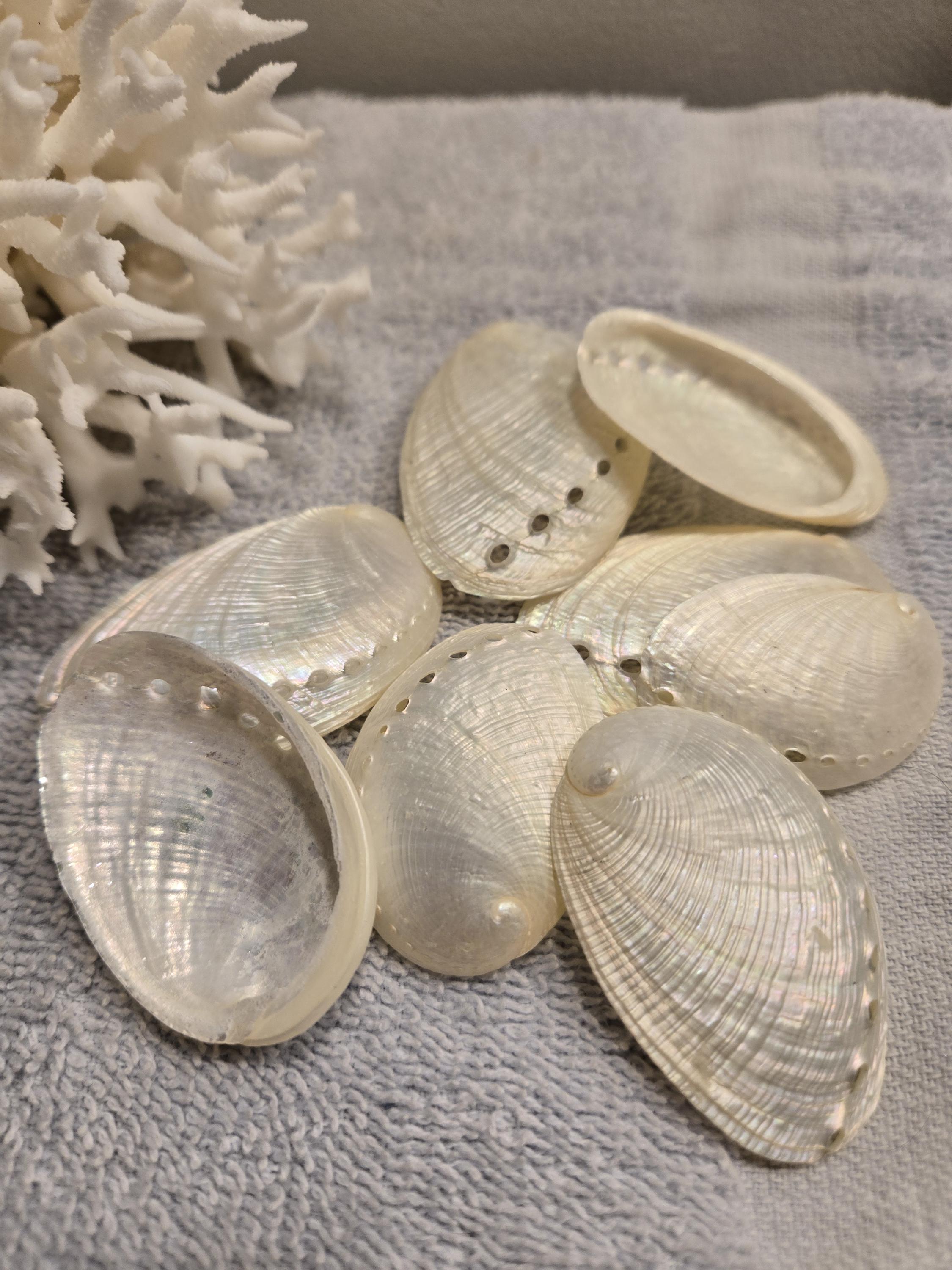 Jewelry Supplies 5 to 100 Abalone Shells 1st Quality Iridescent Gold ...
