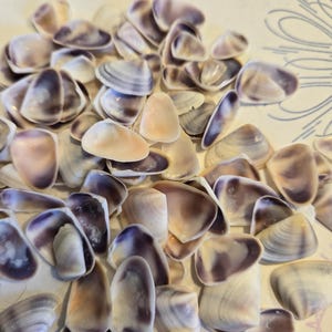 Puede incluir: Una colección de pequeñas conchas bivalvas lisas que presentan una mezcla de colores interiores en blanco, crema y morado intenso. Las conchas están dispersas en una disposición superpuesta, mostrando sus formas curvas y variados patrones naturales.