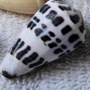 May include: A white and black cone-shaped seashell with dark spots and markings. The shell has a smooth, glossy surface and a pointed tip. The shell is a natural item, likely from the ocean.