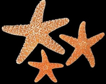 Xl XXL Extra Large  Sugar Starfish 1 pcs  6.5 to 10 7/8 inch Sugar starfish Orange Amber Color Wholesale Beach Decor,Crafts,Weddings