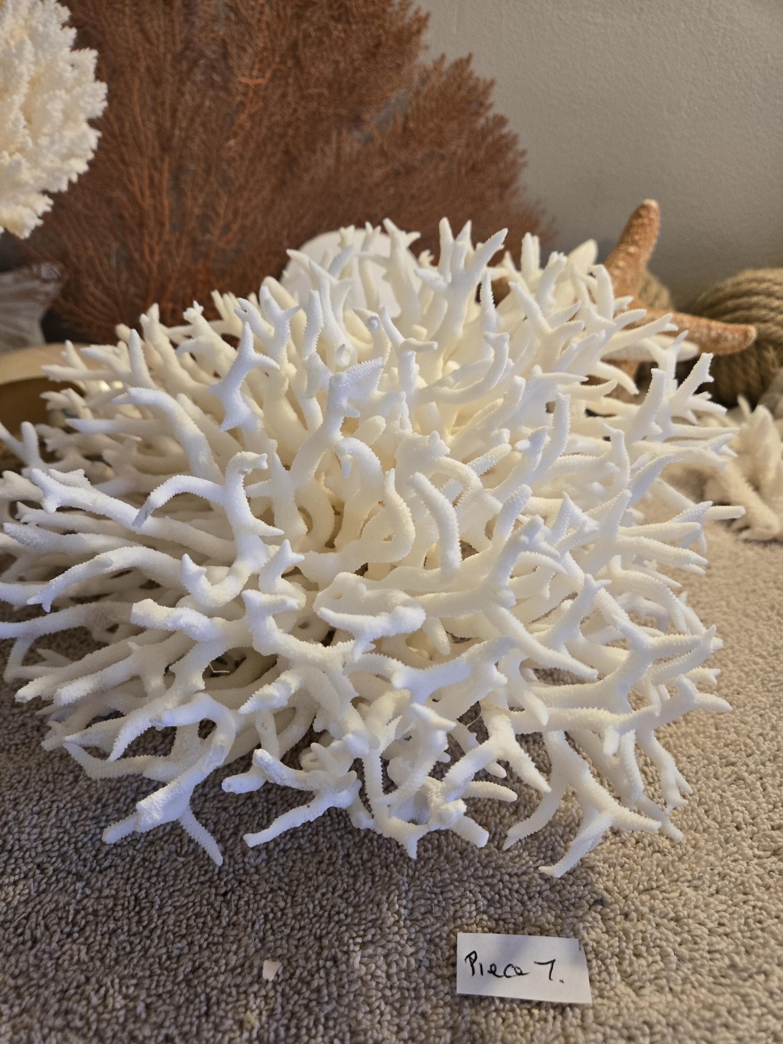 Real Birdsnest Coral Decor