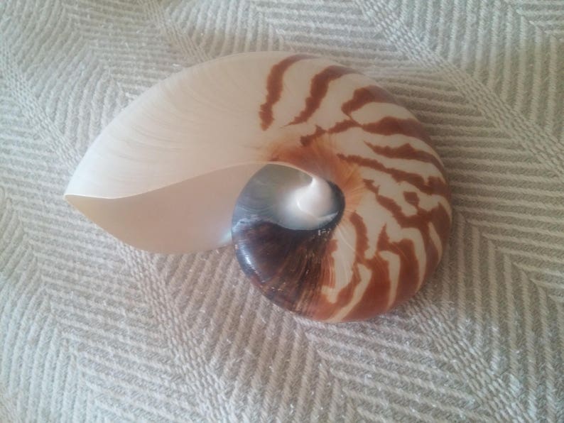 Chambered Nautilus Shells Nautilus Shell 3 3/4 4 1/2 - Etsy