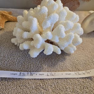Echtes Korallenriff-großer Cluster-echter Stamm Coral Natural 5 bis 7 7 bis 9 "Zoll ca