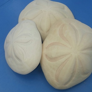 1 to 3 pieces Sea Biscuit Sea Cookie Large  2 1/4-3&quot; to 4&quot; sand dollar like sea life
