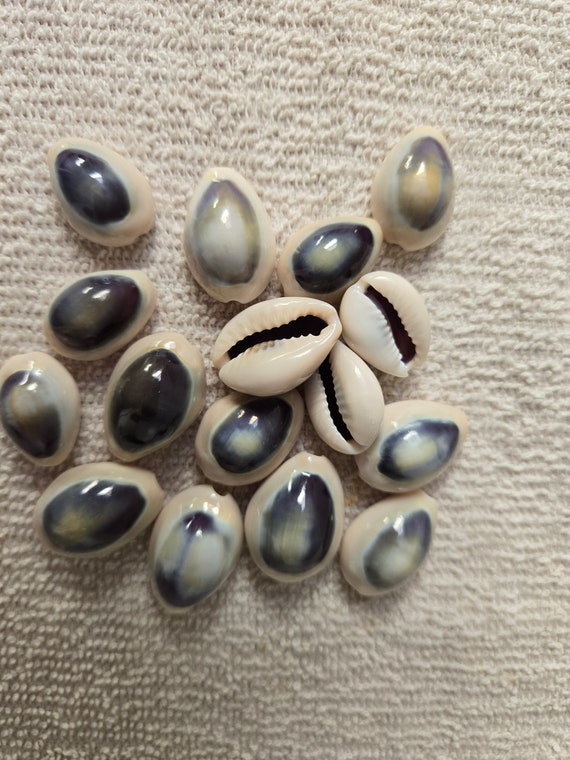1～100個の紫色のタカラガイの殻 タカラガイ 貝殻 1/2～1インチ 1～2.5