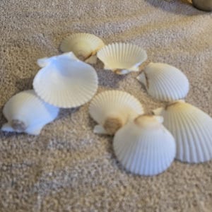 Könnte beinhalten: Eine Sammlung von acht weißen Muscheln mit leicht strukturierter Oberfläche. Die Muscheln sind auf einer hellbraunen, flauschigen Oberfläche angeordnet.