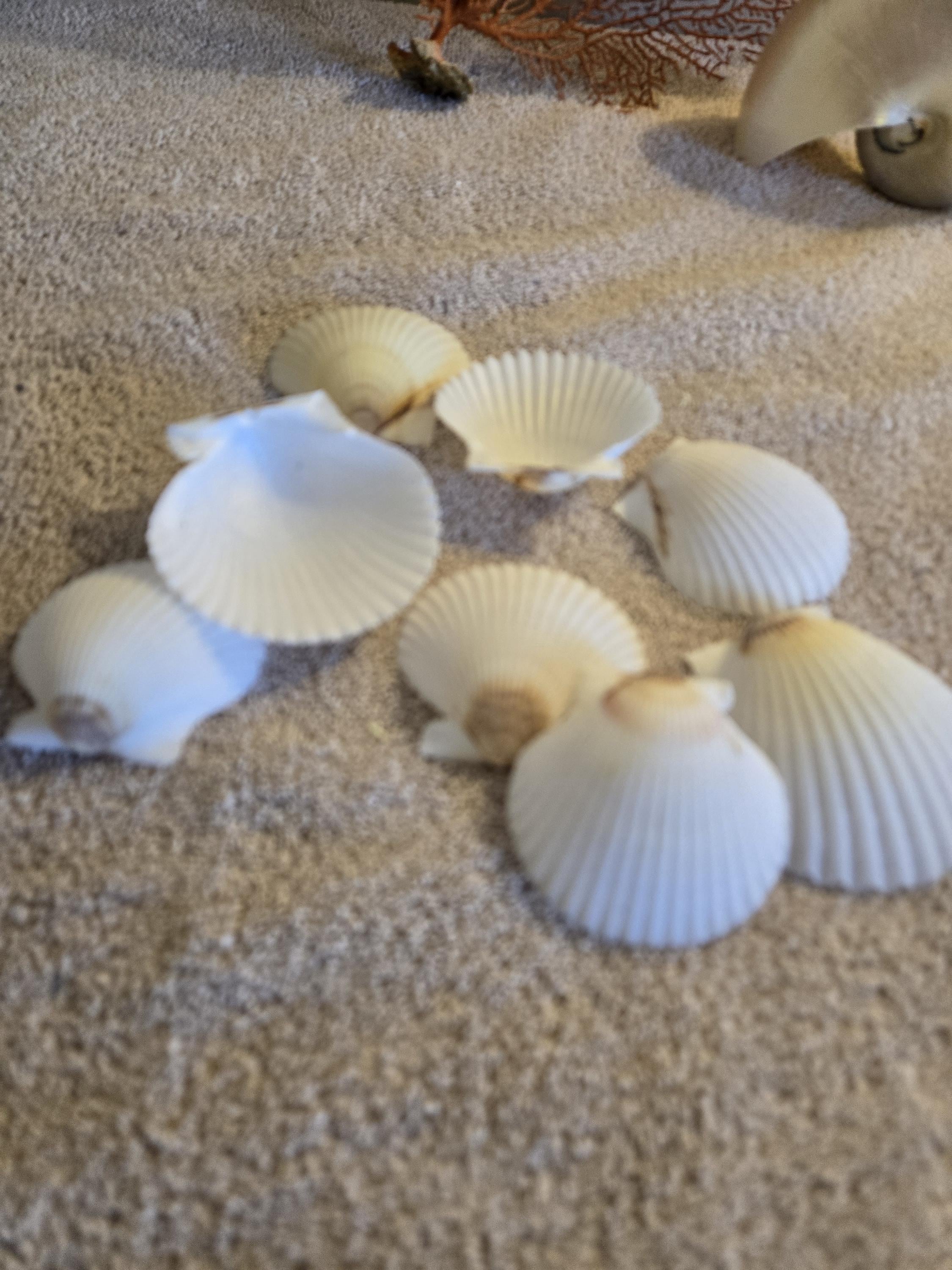 15 to 100 Natural White Florida scallop shell ibs pecten pectin scallop 1 3/4 to 2" white Wedding  Beach craft supply Wreaths Decoupage