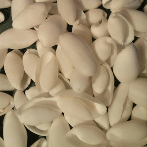 Conchiglie a bolle bianche, da 1 a 500 pezzi, piccole conchiglie da 1/4 a 1 1/4 pollici, da 1 a 3,5 cm, bomboniere per matrimoni, articoli per l&#39;artigianato, gioielli