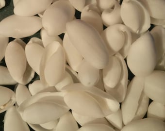 Bubble shells White or Blue Aqua seashells 1 up to 500 pcs Tiny 1/4 to 1 1/4 inch 1-3.5 cm Seashells Wedding Favors,Crafts Supplies,Jewelry