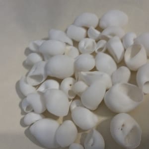 May include: A pile of small, white seashells. The shells are smooth and have a slightly pearlescent sheen.